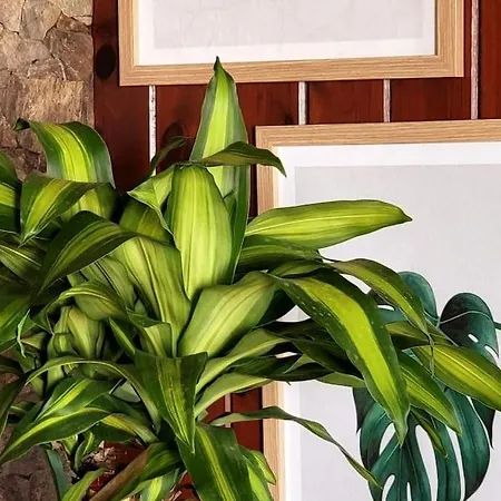 Lejlighed Vintage & Deluxe